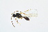  (Pantoclis hirtistilus - BC-ZSM-HYM-13562-H02)  @13 [ ] CreativeCommons - Attribution Non-Commercial Share-Alike (2015) Unspecified SNSB, Zoologische Staatssammlung Muenchen