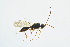  ( - BC-ZSM-HYM-13562-H03)  @13 [ ] CreativeCommons - Attribution Non-Commercial Share-Alike (2015) Unspecified SNSB, Zoologische Staatssammlung Muenchen