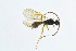  ( - BC-ZSM-HYM-13562-H05)  @11 [ ] CreativeCommons - Attribution Non-Commercial Share-Alike (2015) Unspecified SNSB, Zoologische Staatssammlung Muenchen