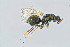  ( - BC-ZSM-HYM-20769-G12)  @13 [ ] CreativeCommons - Attribution Non-Commercial Share-Alike (2014) Stefan Schmidt SNSB, Zoologische Staatssammlung Muenchen