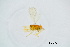  ( - BC-ZSM-HYM-20770-G03)  @12 [ ] CreativeCommons - Attribution Non-Commercial Share-Alike (2015) Unspecified SNSB, Zoologische Staatssammlung Muenchen