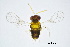 ( - BC-ZSM-HYM-20770-H04)  @13 [ ] CreativeCommons - Attribution Non-Commercial Share-Alike (2015) Unspecified SNSB, Zoologische Staatssammlung Muenchen