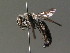  ( - BC ZSM HYM 13399)  @11 [ ] CreativeCommons - Attribution Non-Commercial Share-Alike (2015) Unspecified SNSB, Zoologische Staatssammlung Muenchen