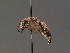  ( - BC ZSM HYM 13407)  @11 [ ] CreativeCommons - Attribution Non-Commercial Share-Alike (2015) Unspecified SNSB, Zoologische Staatssammlung Muenchen
