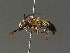  ( - BC ZSM HYM 13427)  @12 [ ] CreativeCommons - Attribution Non-Commercial Share-Alike (2015) Unspecified SNSB, Zoologische Staatssammlung Muenchen