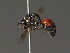  ( - BC ZSM HYM 13429)  @14 [ ] CreativeCommons - Attribution Non-Commercial Share-Alike (2015) Unspecified SNSB, Zoologische Staatssammlung Muenchen