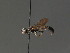  ( - BC ZSM HYM 13481)  @12 [ ] CreativeCommons - Attribution Non-Commercial Share-Alike (2015) Unspecified SNSB, Zoologische Staatssammlung Muenchen