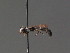  ( - BC ZSM HYM 13482)  @12 [ ] CreativeCommons - Attribution Non-Commercial Share-Alike (2015) Unspecified SNSB, Zoologische Staatssammlung Muenchen