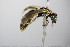  (Lasioglossum albipes - BC ZSM HYM 18078)  @14 [ ] CreativeCommons - Attribution Non-Commercial Share-Alike (2015) Unspecified SNSB, Zoologische Staatssammlung Muenchen