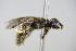  ( - BC ZSM HYM 18094)  @11 [ ] CreativeCommons - Attribution Non-Commercial Share-Alike (2015) Unspecified SNSB, Zoologische Staatssammlung Muenchen