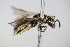  ( - BC ZSM HYM 18095)  @11 [ ] CreativeCommons - Attribution Non-Commercial Share-Alike (2015) Unspecified SNSB, Zoologische Staatssammlung Muenchen