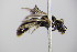  ( - BC ZSM HYM 18096)  @11 [ ] CreativeCommons - Attribution Non-Commercial Share-Alike (2015) Unspecified SNSB, Zoologische Staatssammlung Muenchen