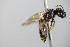  ( - BC ZSM HYM 18097)  @11 [ ] CreativeCommons - Attribution Non-Commercial Share-Alike (2015) Unspecified SNSB, Zoologische Staatssammlung Muenchen