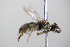  ( - BC ZSM HYM 18117)  @11 [ ] CreativeCommons - Attribution Non-Commercial Share-Alike (2015) Unspecified SNSB, Zoologische Staatssammlung Muenchen