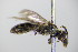  ( - BC ZSM HYM 18118)  @11 [ ] CreativeCommons - Attribution Non-Commercial Share-Alike (2015) Unspecified SNSB, Zoologische Staatssammlung Muenchen