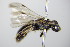  ( - BC ZSM HYM 18124)  @13 [ ] CreativeCommons - Attribution Non-Commercial Share-Alike (2015) Unspecified SNSB, Zoologische Staatssammlung Muenchen