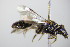  ( - BC ZSM HYM 18126)  @11 [ ] CreativeCommons - Attribution Non-Commercial Share-Alike (2015) Unspecified SNSB, Zoologische Staatssammlung Muenchen