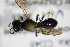  ( - BC ZSM HYM 18367)  @12 [ ] CreativeCommons - Attribution Non-Commercial Share-Alike (2015) Unspecified SNSB, Zoologische Staatssammlung Muenchen