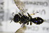  ( - BC ZSM HYM 18368)  @12 [ ] CreativeCommons - Attribution Non-Commercial Share-Alike (2015) Unspecified SNSB, Zoologische Staatssammlung Muenchen