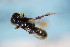  ( - BC ZSM HYM 18369)  @12 [ ] CreativeCommons - Attribution Non-Commercial Share-Alike (2015) Unspecified SNSB, Zoologische Staatssammlung Muenchen