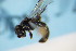  ( - BC ZSM HYM 18370)  @12 [ ] CreativeCommons - Attribution Non-Commercial Share-Alike (2015) Unspecified SNSB, Zoologische Staatssammlung Muenchen