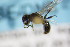  ( - BC ZSM HYM 18372)  @12 [ ] CreativeCommons - Attribution Non-Commercial Share-Alike (2015) Unspecified SNSB, Zoologische Staatssammlung Muenchen