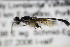  ( - BC ZSM HYM 18395)  @11 [ ] CreativeCommons - Attribution Non-Commercial Share-Alike (2015) Unspecified SNSB, Zoologische Staatssammlung Muenchen