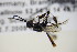  ( - BC ZSM HYM 18399)  @11 [ ] CreativeCommons - Attribution Non-Commercial Share-Alike (2015) Unspecified SNSB, Zoologische Staatssammlung Muenchen