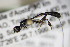  ( - BC ZSM HYM 18409)  @13 [ ] CreativeCommons - Attribution Non-Commercial Share-Alike (2015) Unspecified SNSB, Zoologische Staatssammlung Muenchen