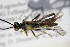  (Polytribax perspicillatus - BC ZSM HYM 18425)  @13 [ ] CreativeCommons - Attribution Non-Commercial Share-Alike (2015) Unspecified SNSB, Zoologische Staatssammlung Muenchen