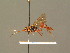  ( - BC ZSM HYM 18439)  @12 [ ] CreativeCommons - Attribution Non-Commercial Share-Alike (2015) Unspecified SNSB, Zoologische Staatssammlung Muenchen