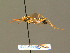  ( - BC ZSM HYM 18522)  @11 [ ] CreativeCommons - Attribution Non-Commercial Share-Alike (2015) Unspecified SNSB, Zoologische Staatssammlung Muenchen