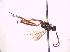  (Mesostenus sp - BC ZSM HYM 18528)  @11 [ ] CreativeCommons - Attribution Non-Commercial Share-Alike (2015) Unspecified SNSB, Zoologische Staatssammlung Muenchen