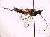 ( - BC ZSM HYM 18583)  @13 [ ] CreativeCommons - Attribution Non-Commercial Share-Alike (2015) Unspecified SNSB, Zoologische Staatssammlung Muenchen
