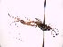 ( - BC ZSM HYM 18596)  @13 [ ] CreativeCommons - Attribution Non-Commercial Share-Alike (2015) Unspecified SNSB, Zoologische Staatssammlung Muenchen