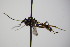  ( - BC ZSM HYM 18724)  @12 [ ] CreativeCommons - Attribution Non-Commercial Share-Alike (2015) Unspecified SNSB, Zoologische Staatssammlung Muenchen