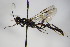  ( - BC ZSM HYM 18758)  @13 [ ] CreativeCommons - Attribution Non-Commercial Share-Alike (2015) Unspecified SNSB, Zoologische Staatssammlung Muenchen