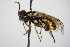  ( - BC ZSM HYM 18773)  @14 [ ] CreativeCommons - Attribution Non-Commercial Share-Alike (2015) Unspecified SNSB, Zoologische Staatssammlung Muenchen