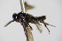  ( - BC ZSM HYM 18779)  @12 [ ] CreativeCommons - Attribution Non-Commercial Share-Alike (2015) Unspecified SNSB, Zoologische Staatssammlung Muenchen