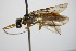  (Cephalcia arentris - BC ZSM HYM 18790)  @12 [ ] CreativeCommons - Attribution Non-Commercial Share-Alike (2015) Unspecified SNSB, Zoologische Staatssammlung Muenchen