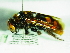  ( - BC ZSM HYM 18810)  @14 [ ] CreativeCommons - Attribution Non-Commercial Share-Alike (2015) Unspecified SNSB, Zoologische Staatssammlung Muenchen