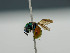  ( - BC ZSM HYM 11085)  @12 [ ] CreativeCommons - Attribution Non-Commercial Share-Alike (2018) SNSB, Staatliche Naturwissenschaftliche Sammlungen Bayerns ZSM (SNSB, Zoologische Staatssammlung Muenchen)
