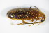  ( - GBOL_Col_FK_0021)  @11 [ ] CreativeCommons - Attribution Non-Commercial Share-Alike (2015) Unspecified SNSB, Zoologische Staatssammlung Muenchen