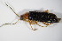 ( - GBOL_Col_FK_0024)  @11 [ ] CreativeCommons - Attribution Non-Commercial Share-Alike (2015) Unspecified SNSB, Zoologische Staatssammlung Muenchen