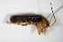  ( - GBOL_Col_FK_0025)  @11 [ ] CreativeCommons - Attribution Non-Commercial Share-Alike (2015) Unspecified SNSB, Zoologische Staatssammlung Muenchen