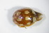  ( - GBOL_Col_FK_0032)  @13 [ ] CreativeCommons - Attribution Non-Commercial Share-Alike (2015) Unspecified SNSB, Zoologische Staatssammlung Muenchen