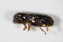  ( - GBOL_Col_FK_0051)  @12 [ ] CreativeCommons - Attribution Non-Commercial Share-Alike (2015) Unspecified SNSB, Zoologische Staatssammlung Muenchen