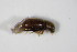 ( - GBOL_Col_FK_0052)  @12 [ ] CreativeCommons - Attribution Non-Commercial Share-Alike (2015) Unspecified SNSB, Zoologische Staatssammlung Muenchen