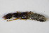  ( - GBOL_Col_FK_0057)  @12 [ ] CreativeCommons - Attribution Non-Commercial Share-Alike (2015) Unspecified SNSB, Zoologische Staatssammlung Muenchen