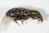  ( - GBOL_Col_FK_0063)  @12 [ ] CreativeCommons - Attribution Non-Commercial Share-Alike (2015) Unspecified SNSB, Zoologische Staatssammlung Muenchen